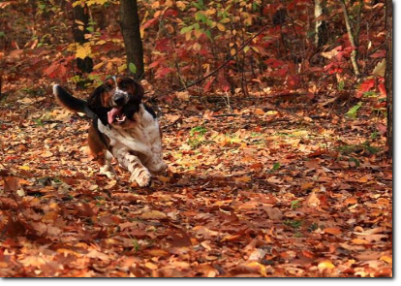 basset hound run