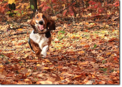 basset hound run