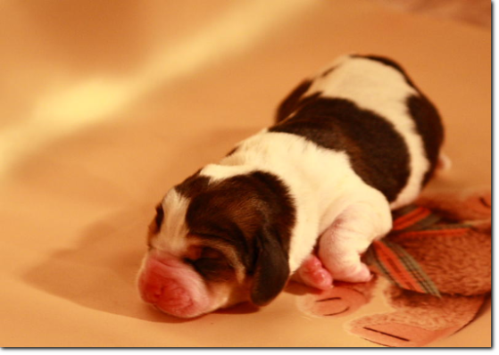 szczenięta basset hound