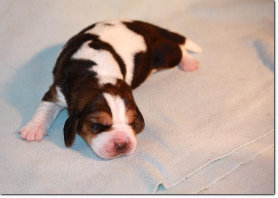 basset hound szczeniak