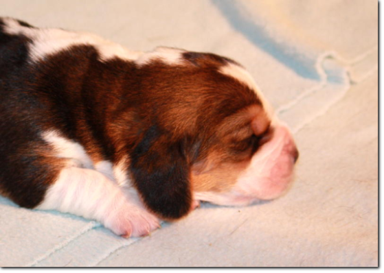 basset hound szczeniak