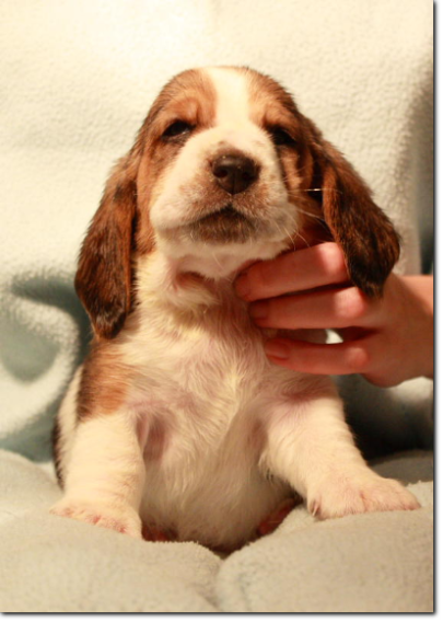 szczenięta basset hound