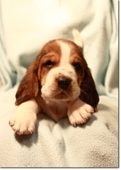 szczenięta basset hound