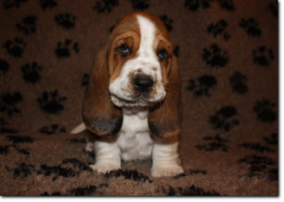 szczenięta basset hound