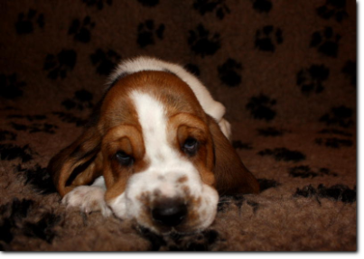 szczenięta basset hound