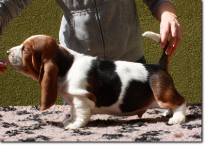 szczenięta basset hound