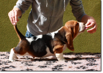 szczenięta basset hound