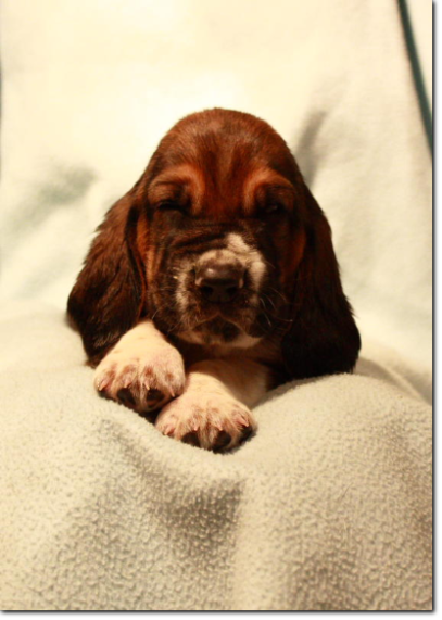 szczenięta basset hound