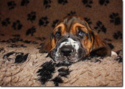 szczenięta basset hound