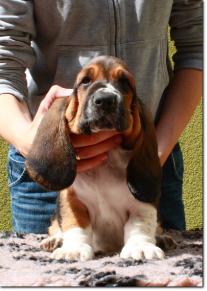 szczenięta basset hound