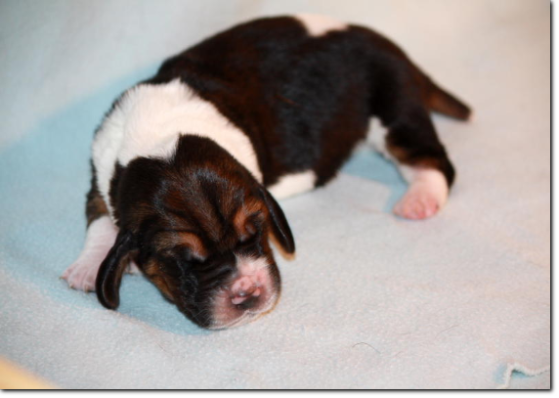 basset hound szczeniak