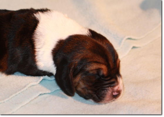 basset hound szczeniak