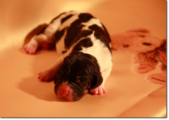 szczenięta basset hound