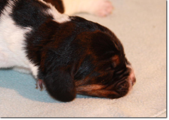 basset hound szczeniak