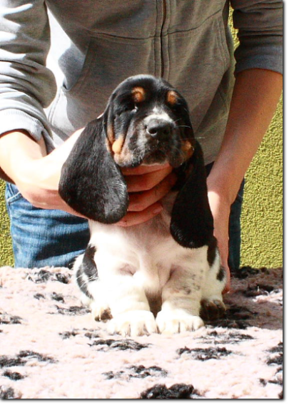 będziemy mieli szczenięta basset hound