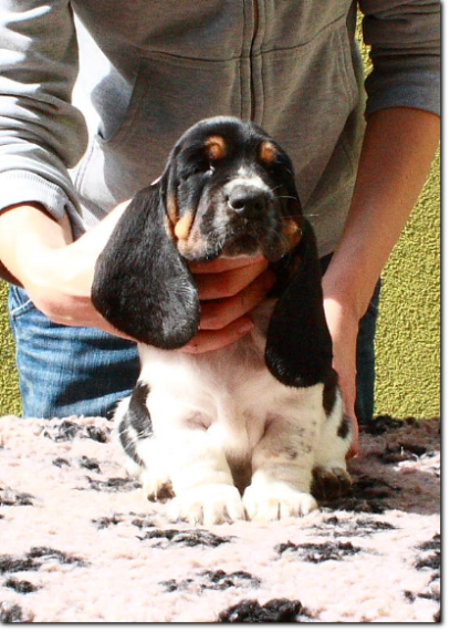 szczenięta basset hound