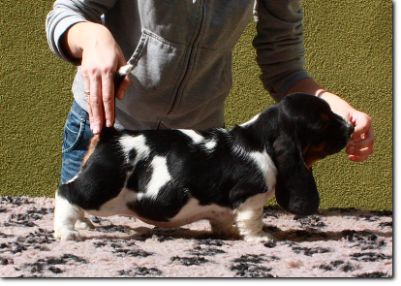 szczenięta basset hound