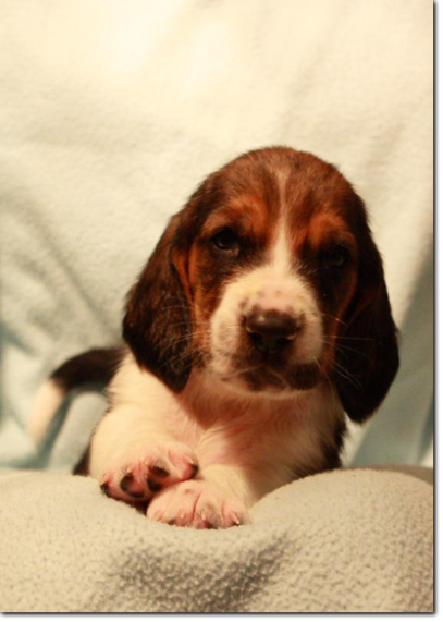 szczenięta basset hound