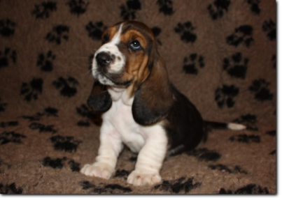 szczenięta basset hound