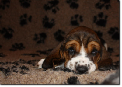 szczenięta basset hound