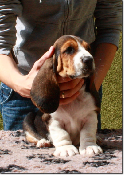 szczenięta basset hound