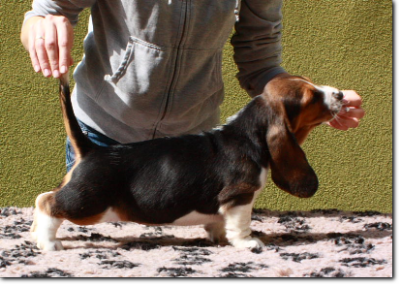 szczenięta basset hound