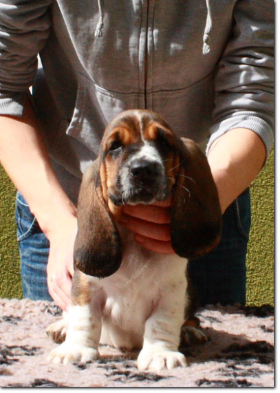 szczenięta basset hound