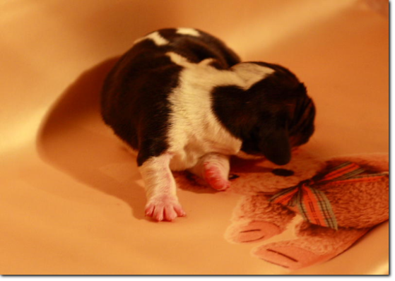 szczenięta basset hound