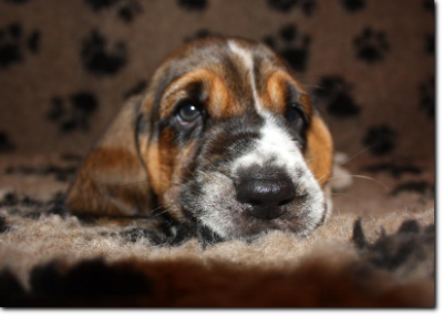 szczenięta basset hound