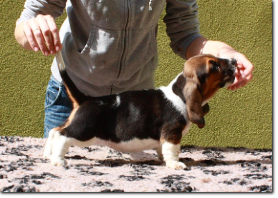 szczenięta basset hound