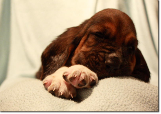 szczenięta basset hound