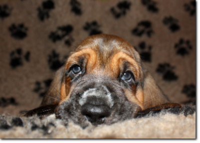 szczenięta basset hound