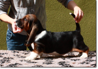 szczenięta basset hound