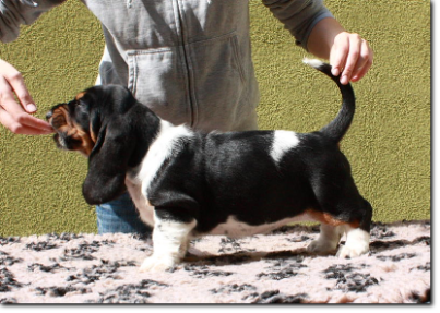 szczenięta basset hound