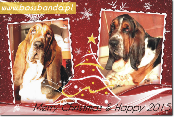 hodowla basset hound