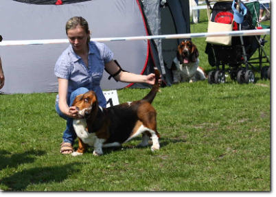 hodowla basset hound Anna Rajs (PL)