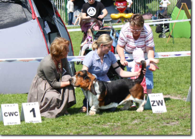 basset hound Anna Rajs (Pl)