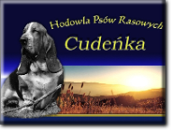 Cudeńka hodowla basset hound