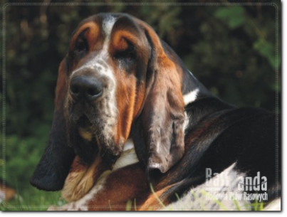 Basset Hound Lenka Frncova (CZ)