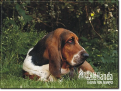 hodowla basset hound Lenka Frncova (CZ)