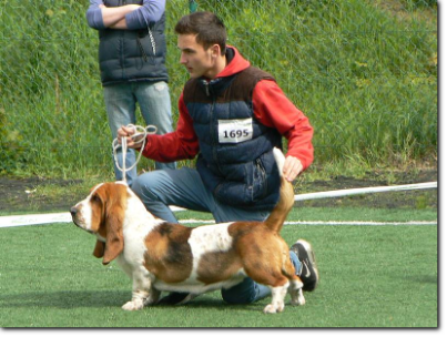 hodowla basset hound