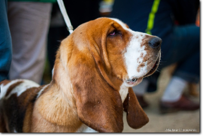 hodowla basset hound