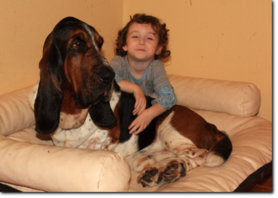 hodowla basset hound