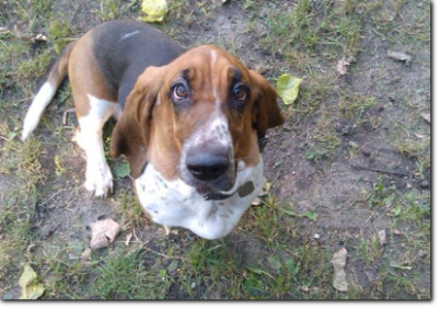 hodowla basset hound