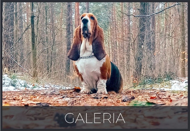 zdjęcia basset hound