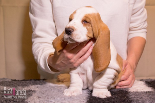 puppie basset