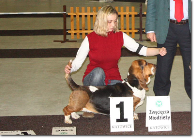 Basset Hound Salvatore Tripoli (I)