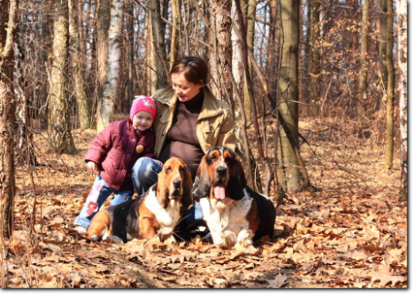 Hodowla basset hound