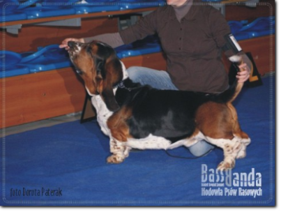 hodowla basset hound Viera Staviarska (Sk)