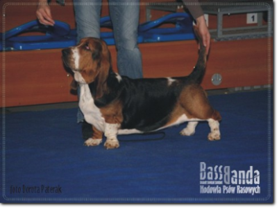 Hodowla basset hound